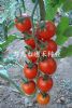 供应红罗曼F1—樱桃番茄种子