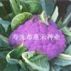 供应紫晶一号—花椰菜种子