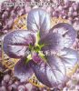 供应紫钻—特菜种子