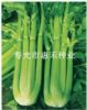 供应日本皇家西芹—芹菜种子