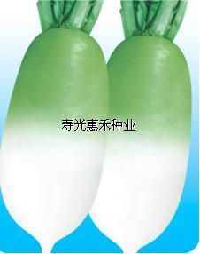 供应京福F1-萝卜种子