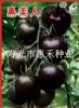 供应黑布丁—樱桃西红柿种子