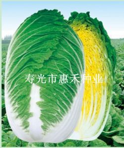 供应兴春—白菜种子