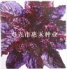 供应紫晶—特菜种子