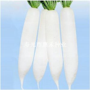 供应韩国白玉春—萝卜种子