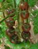 供应紫圆F1-水果番茄种子
