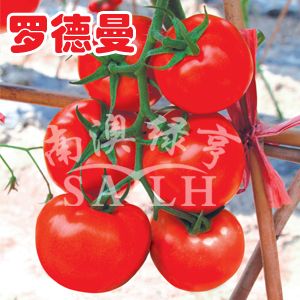 供应罗德曼-抗TY大红番茄种子