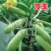 供应冷玉—西葫芦种子