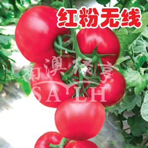 供应红粉无线—番茄种子