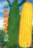 供应华祺超甜9号—菜用玉米种子