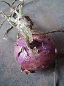 供应紫星二号—洋葱种子