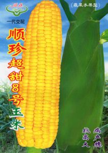 供应顺珍超甜8号—菜用玉米种子