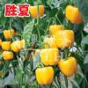 供应胜夏—甜椒种子