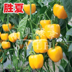 供应胜夏—甜椒种子