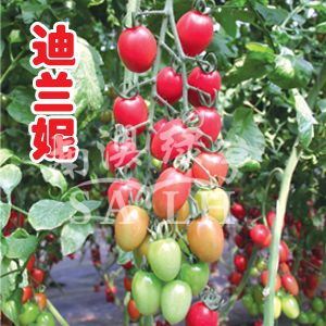 供应迪兰妮（高抗TY病毒）—番茄种子