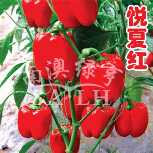 供应悦夏红—甜椒种子