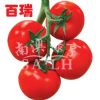 供应百瑞—番茄种子