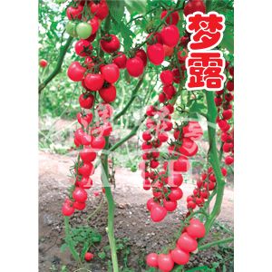 供应梦露—番茄种子