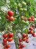 供应双赢—大红番茄种苗