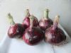 供应超级紫玉星—洋葱种子