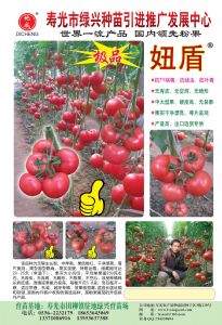 供应抗ＴＹ病毒－－妞盾番茄种苗