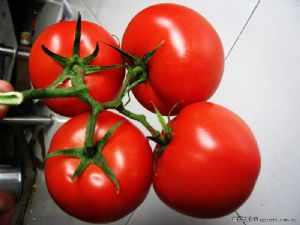 供应奥迪达—抗TY红果番茄种子