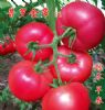 供应普罗金帝—耐低温番茄种子