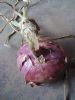 供应紫星二号—洋葱种子