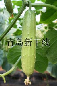 供应玉凤—光滑黄瓜种子