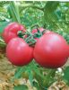 供应迪利粉Ⅰ号—番茄种子