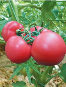 供应迪利粉Ⅰ号—番茄种子