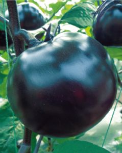 供应吉隆墨宝—圆茄种子