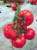 供应粉安迪F1—番茄种子