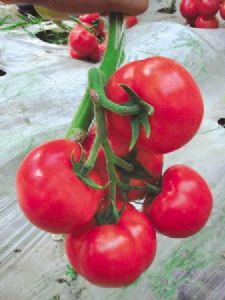 供应粉安迪F1—番茄种子