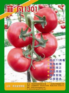供应菲凡1301—番茄种子