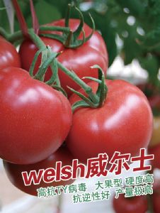 供应welsh威尔士—番茄种子