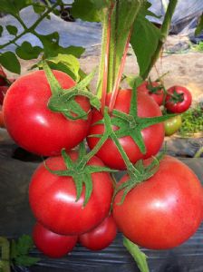 供应威尔普—番茄种子