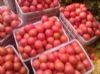 供应西红柿，西葫芦