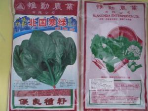 供应北国寒绿——菠菜种子