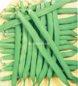 供应浓绿江户川——青刀豆种子