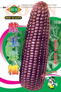 供应紫玉彩糯-玉米种子