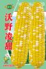 供应沃野凌甜-玉米种子