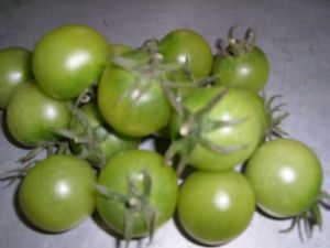 供应绿色绿宝石小番茄