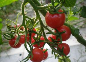 供应优质西红柿（番茄）