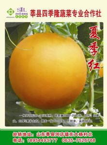 供应夏季红—甜瓜种子