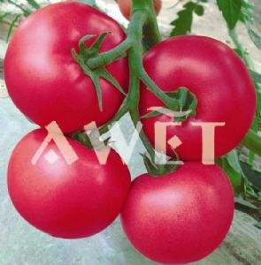 供应曼宁-番茄种子