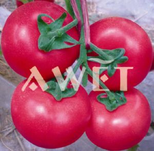 供应贝瑞-番茄种子