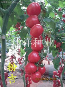 供应粉吉樱桃—番茄种子