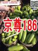 京尊186-越冬西葫芦种子
