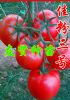 供应佳粉3号—粉色大番茄种子